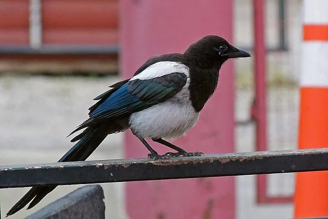 ウイスキーのイメージ写真