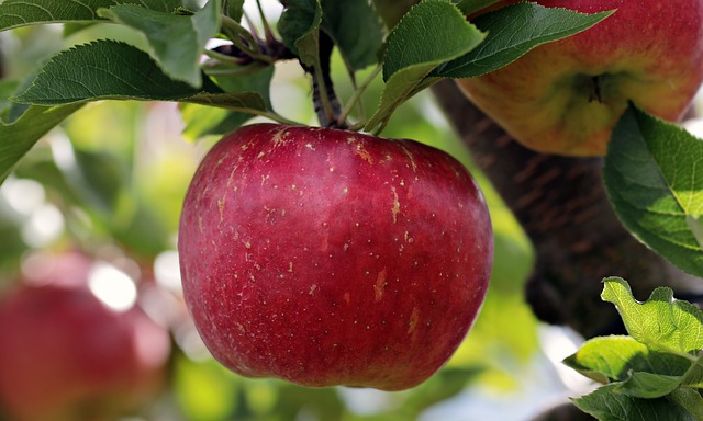fruit
