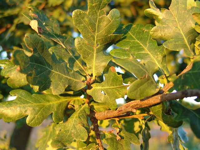 oak